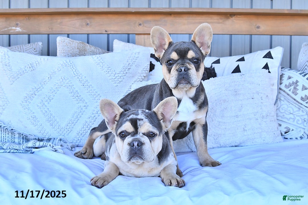 French Bulldog dogs for sale: Trixie - Ad 3