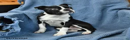 Boston Terrier dogs for sale: Jasper - Ad 2
