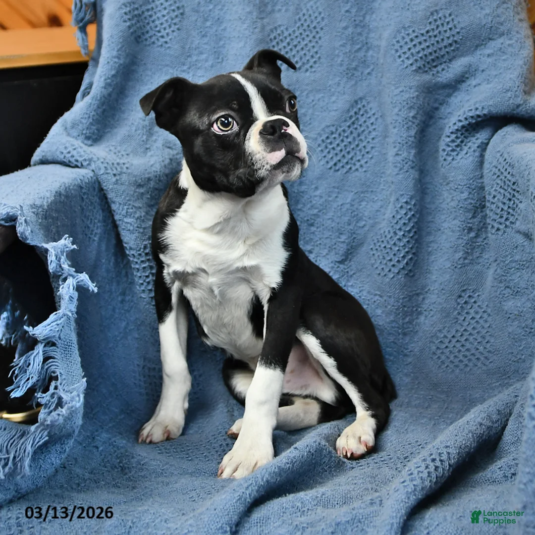 Boston Terrier dogs for sale: Jasper - Ad 2