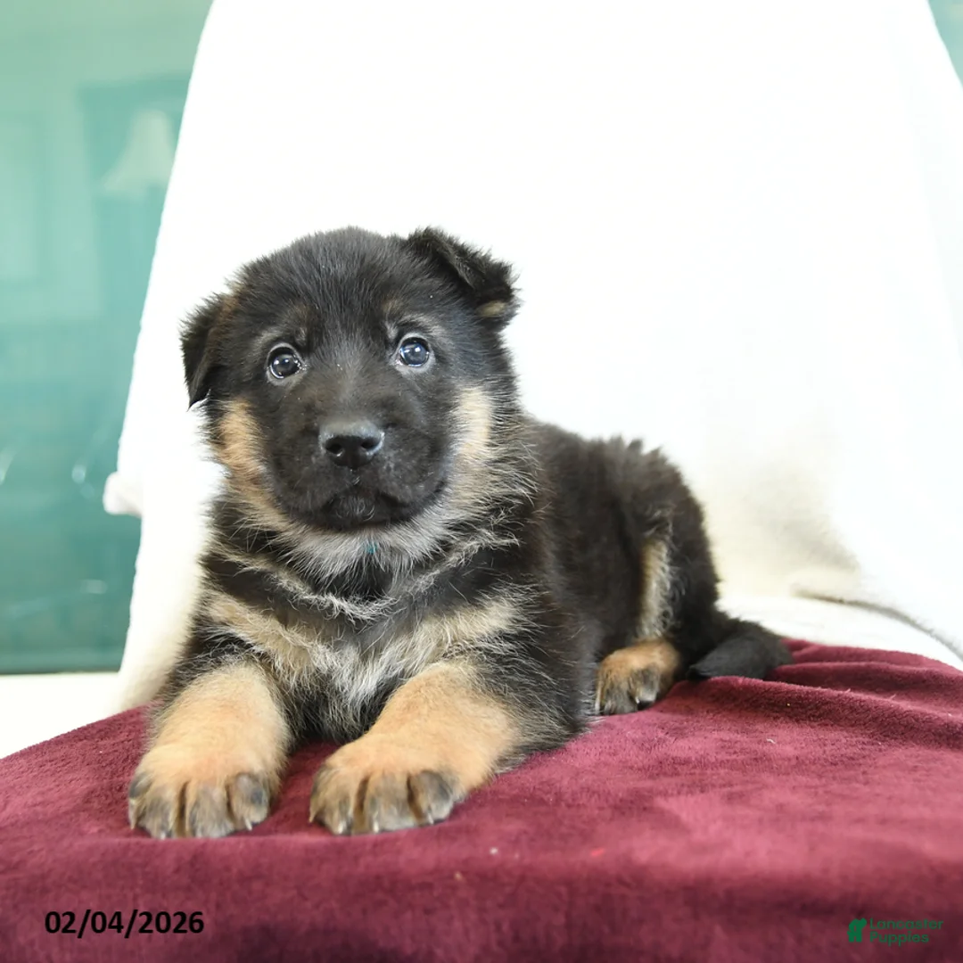 German Shepherd dogs for sale: Aldo - Ad 3