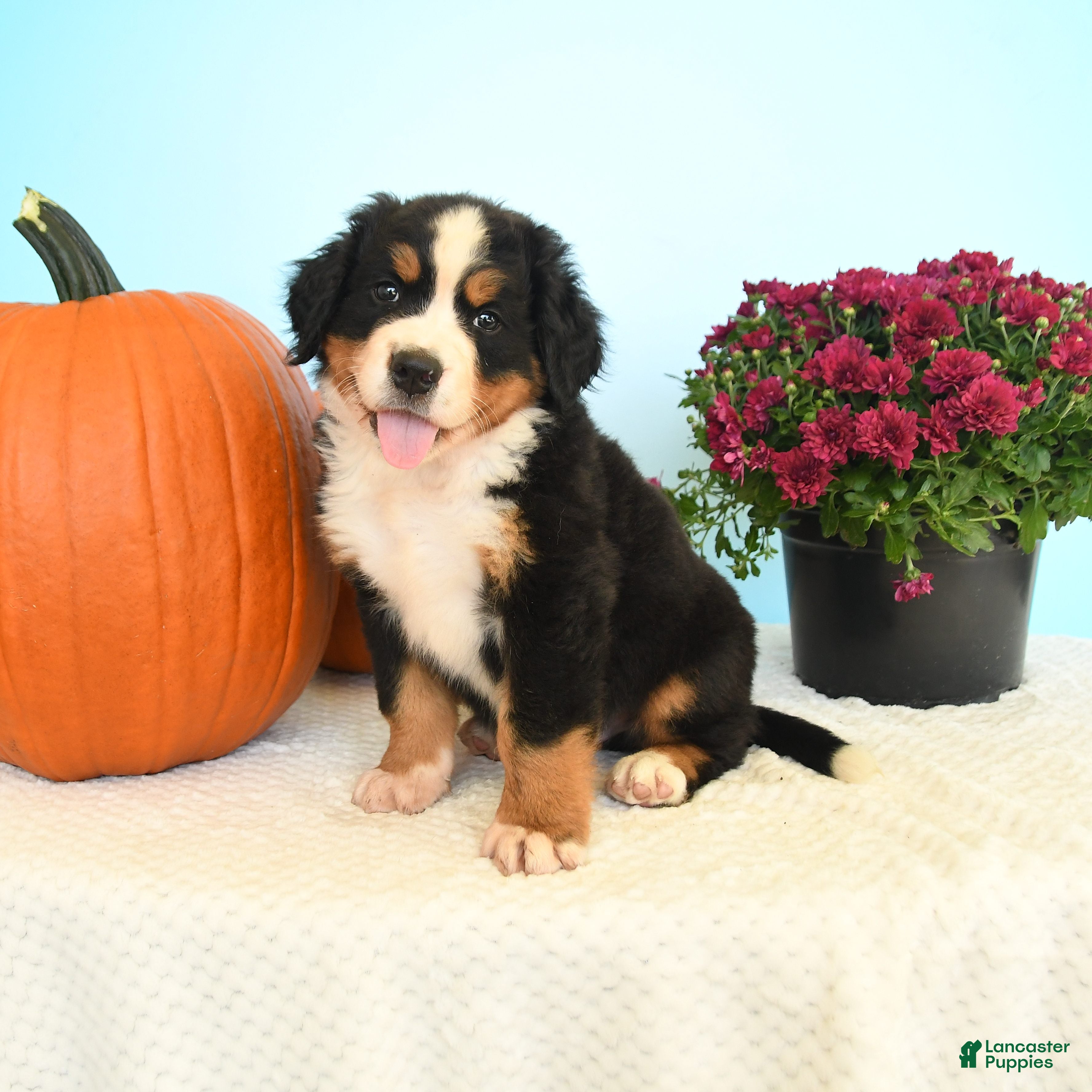 Bernese Mountain Dog dogs Chad - Ad 1