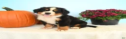 Bernese Mountain Dog dogs for sale: Chad - Ad 1