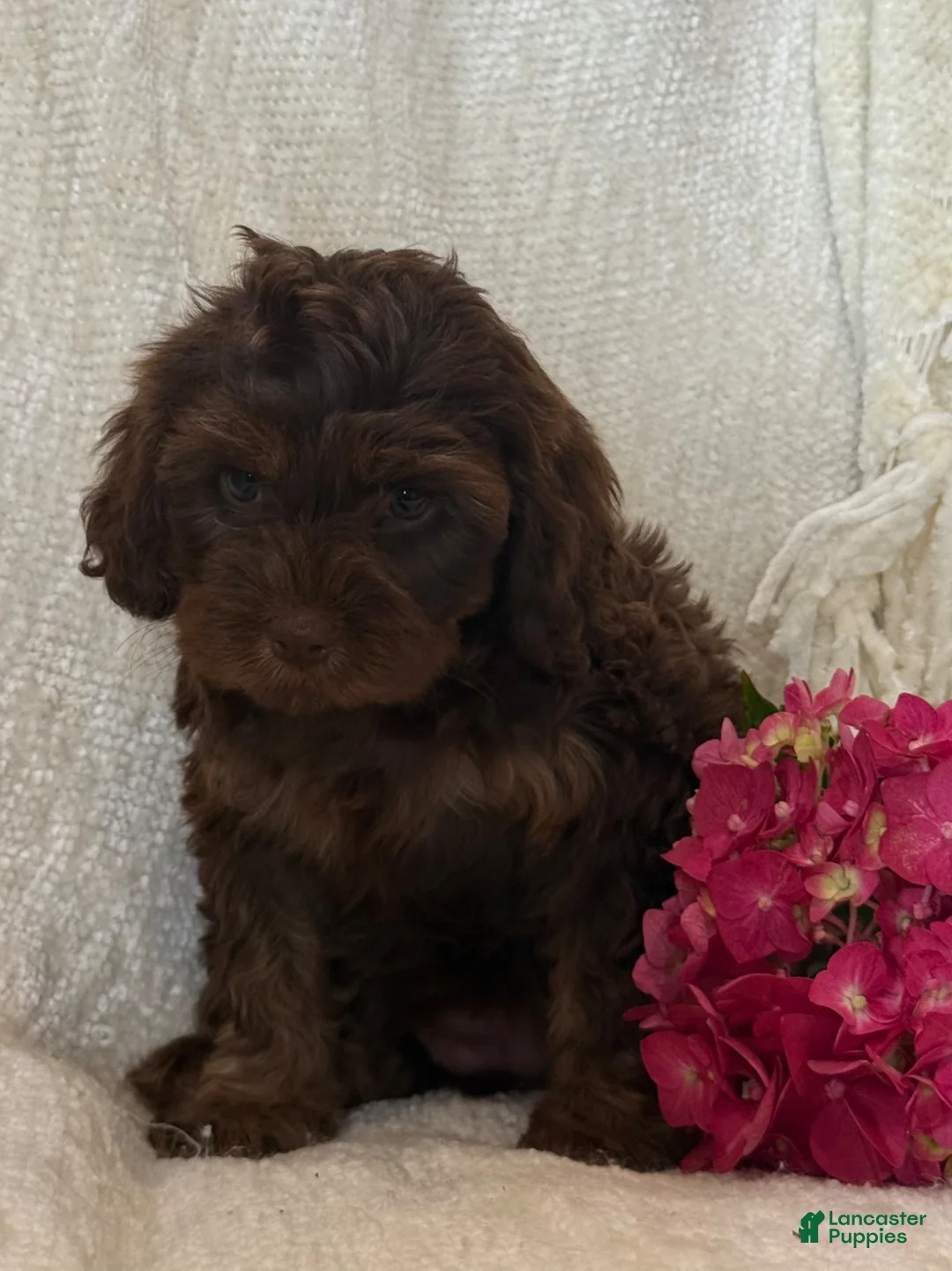 Cavapoo dogs for sale: Stacy - Ad 2