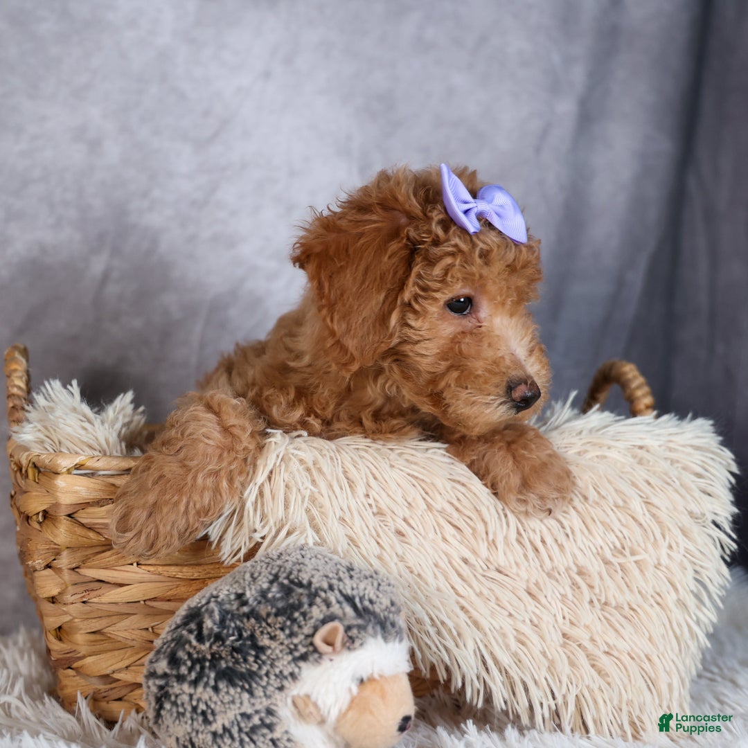 Shihpoo dogs for sale: Evie - Ad 8