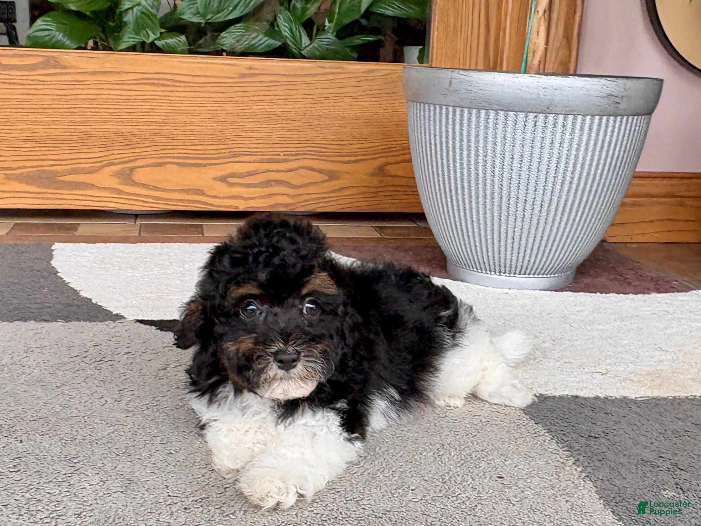 Mixed Breed dogs Maltipoo/Havanese boy 1 - Ad 1