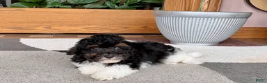 Maltipoo/Havanese boy 1