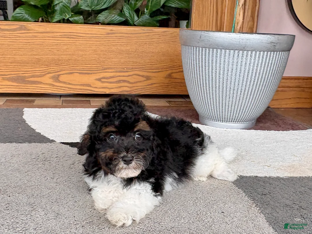 Mixed Breed dogs for sale: Maltipoo/Havanese boy 1 - Ad 1