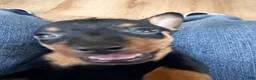 Miniature Pinscher dogs for sale: Luke - Ad 14