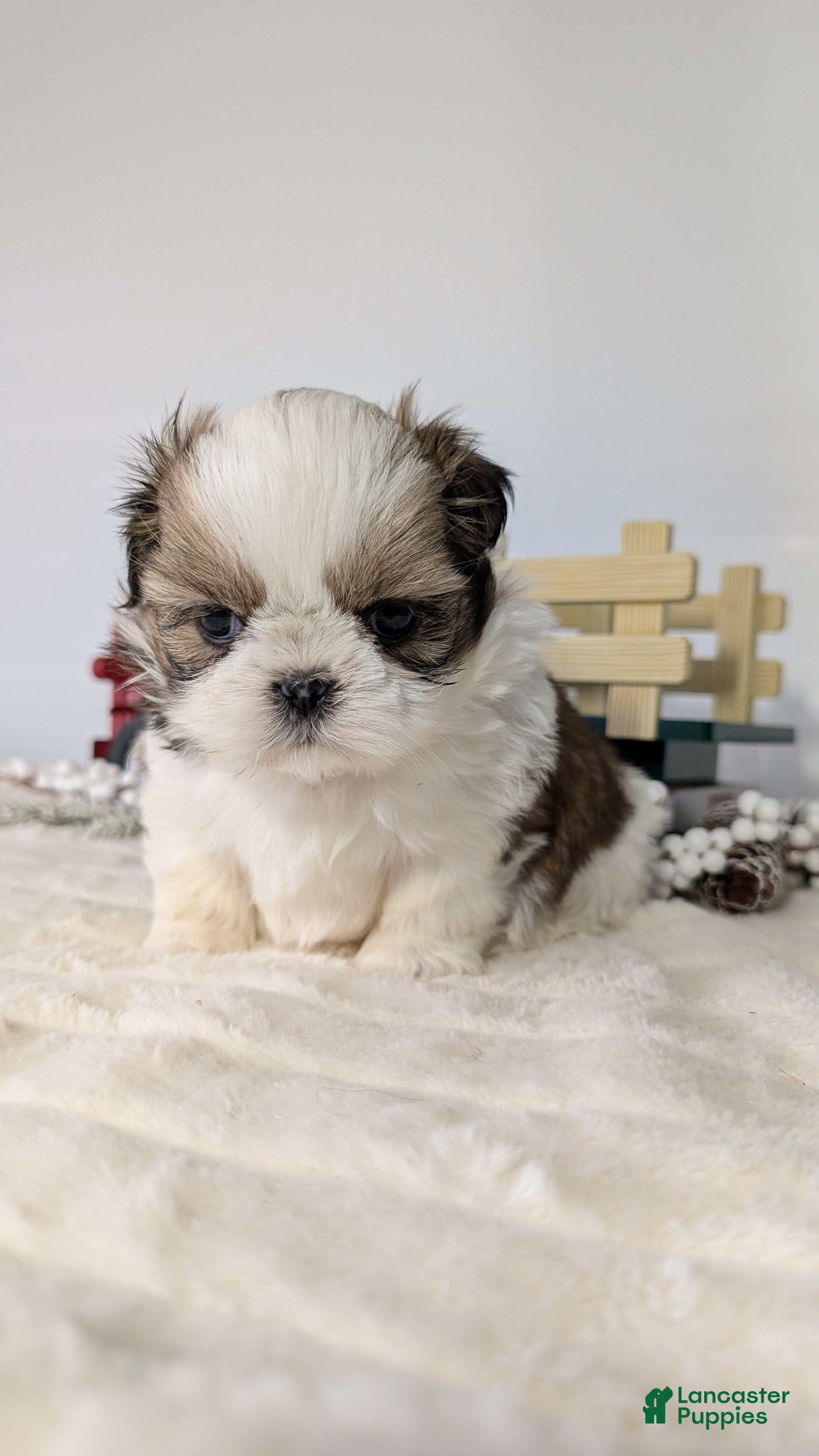 Shih Tzu dogs Tripp  - Ad 4