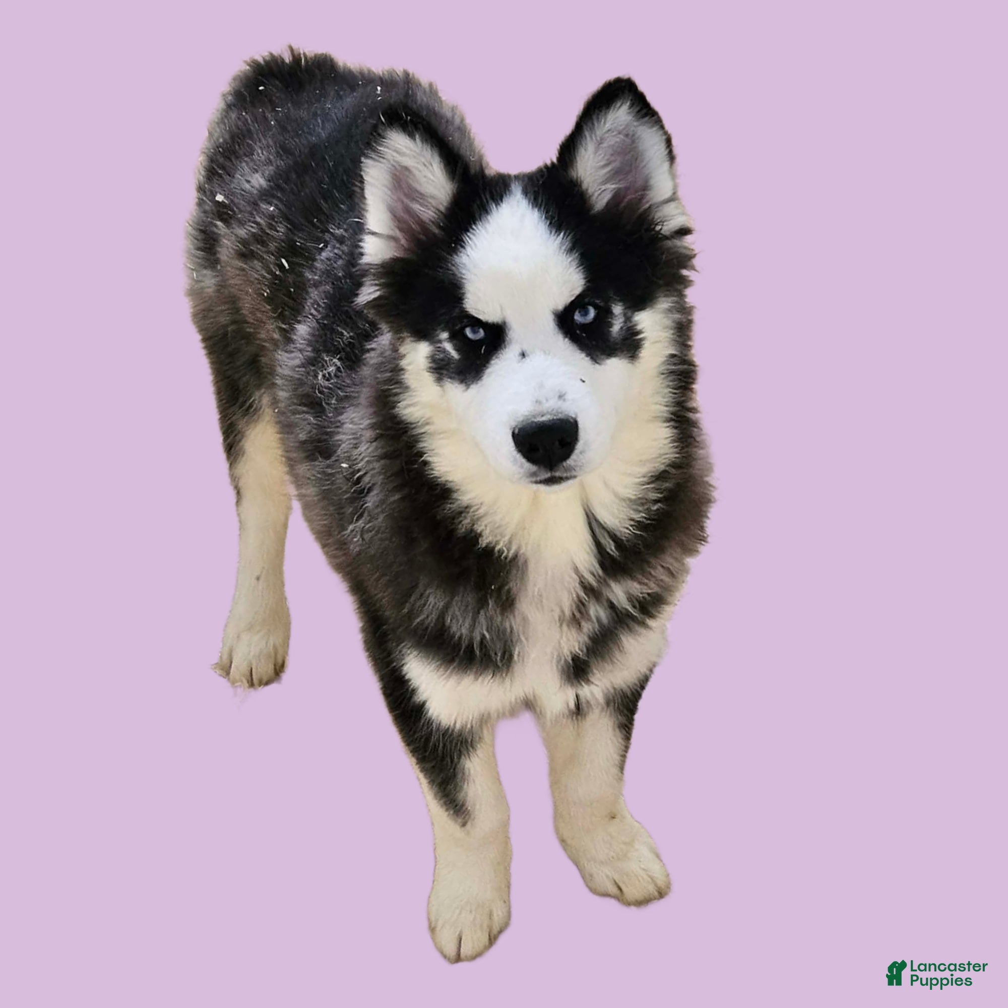 Siberian Husky dogs Ariella - Ad 7