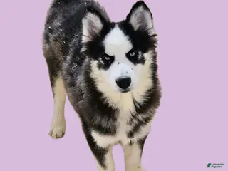 Siberian Husky dogs Ariella - Ad 34