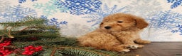 Mini Goldendoodle dogs for sale: Dover - Ad 22