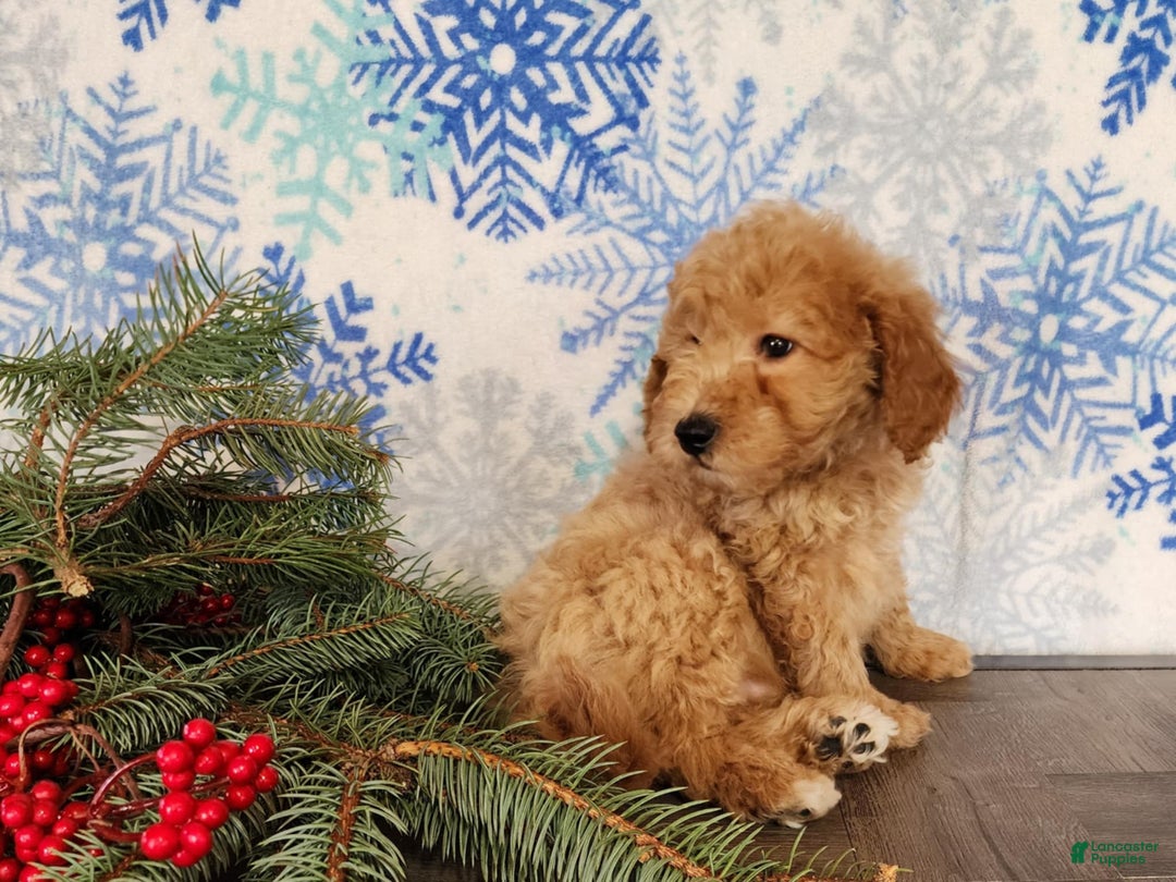 Mini Goldendoodle dogs for sale: Dover - Ad 22