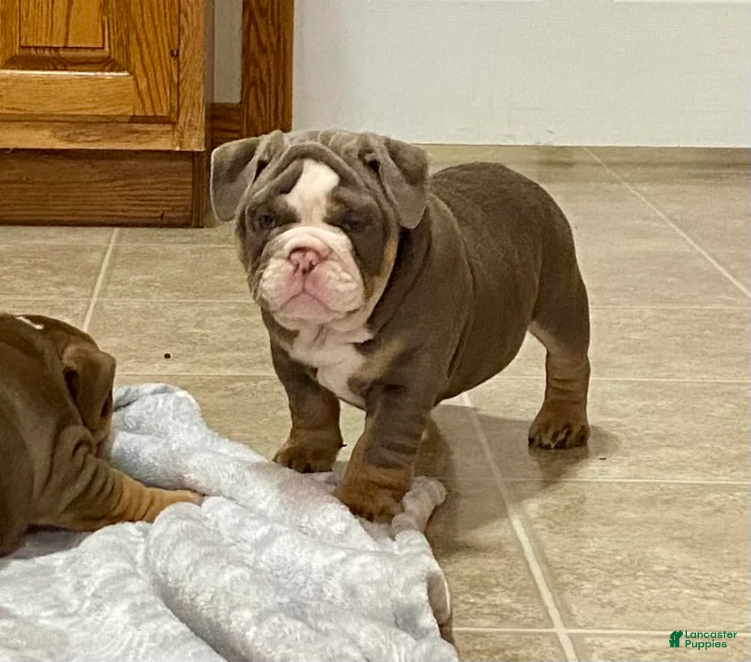 English Bulldog dogs for sale: Romeo - Ad 8