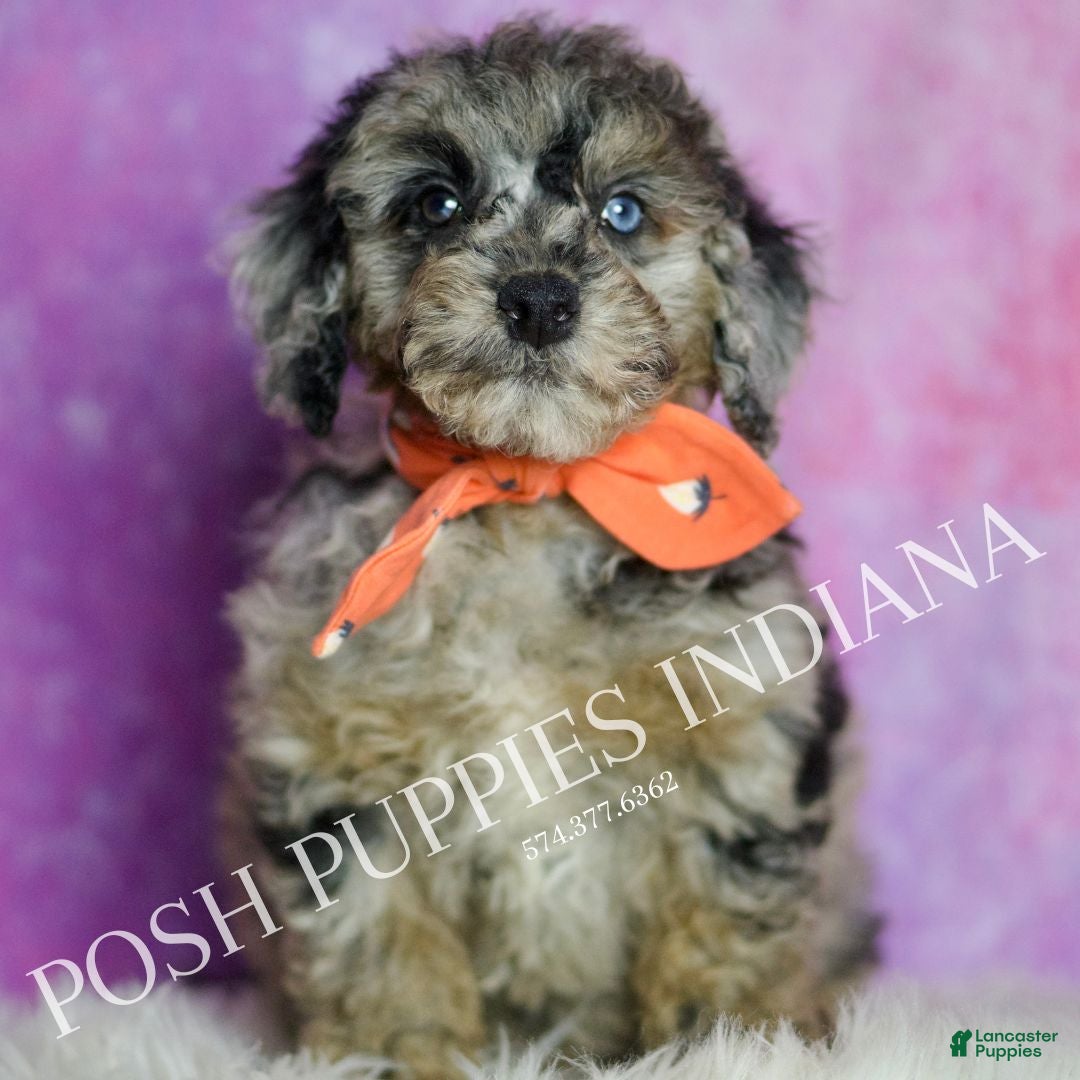 Standard Poodle dogs Levi - Ad 16