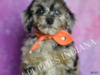 Standard Poodle dogs Levi - Ad 16