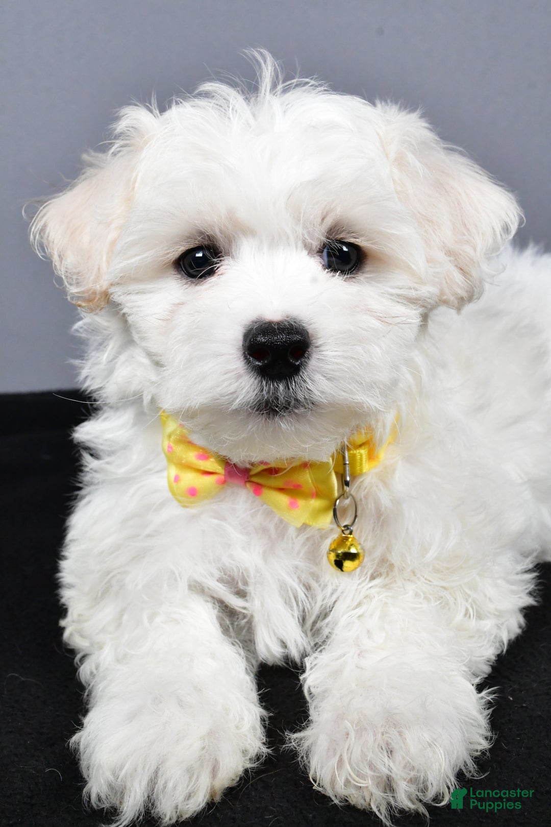 Maltipoo dogs for sale: Lennie - Ad 5
