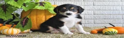 Mixed Breed dogs for sale: Karla - Ad 3