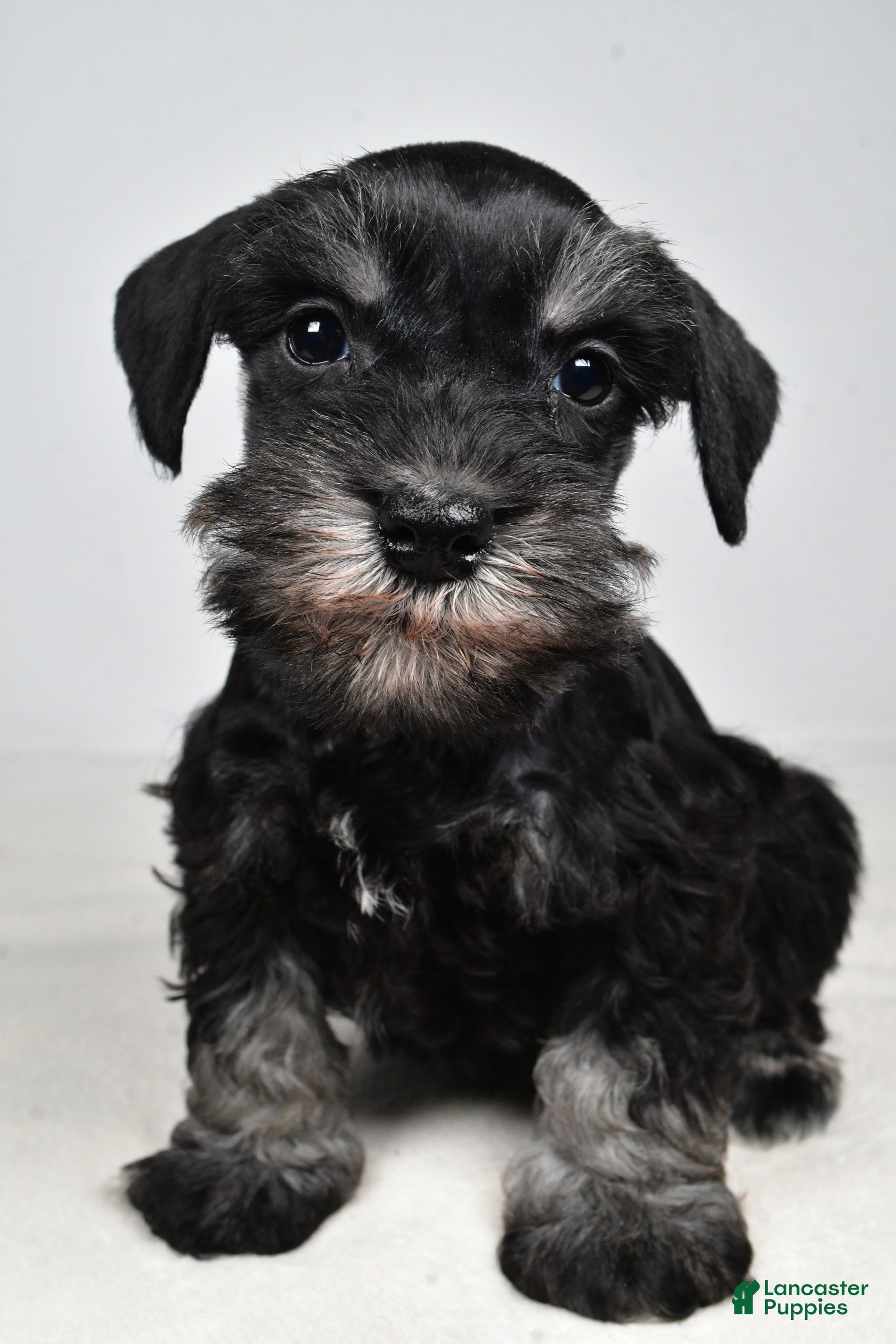 Miniature Schnauzer dogs Codi - Ad 2