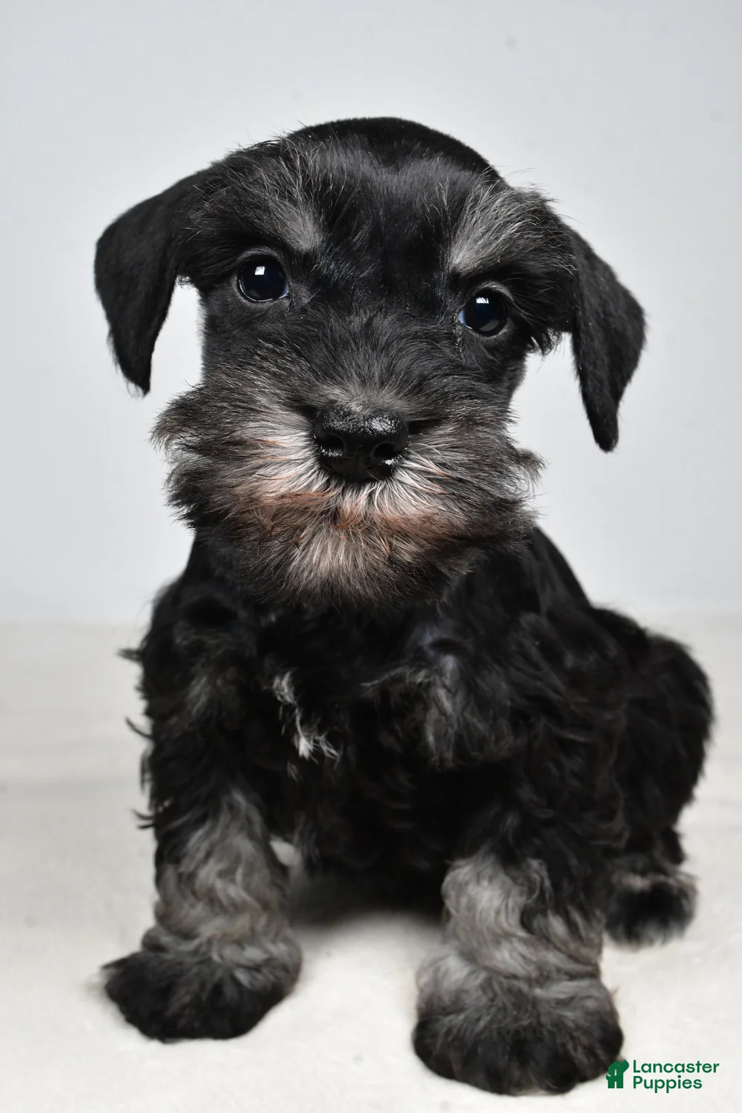 Miniature Schnauzer dogs for sale: Codi - Ad 2