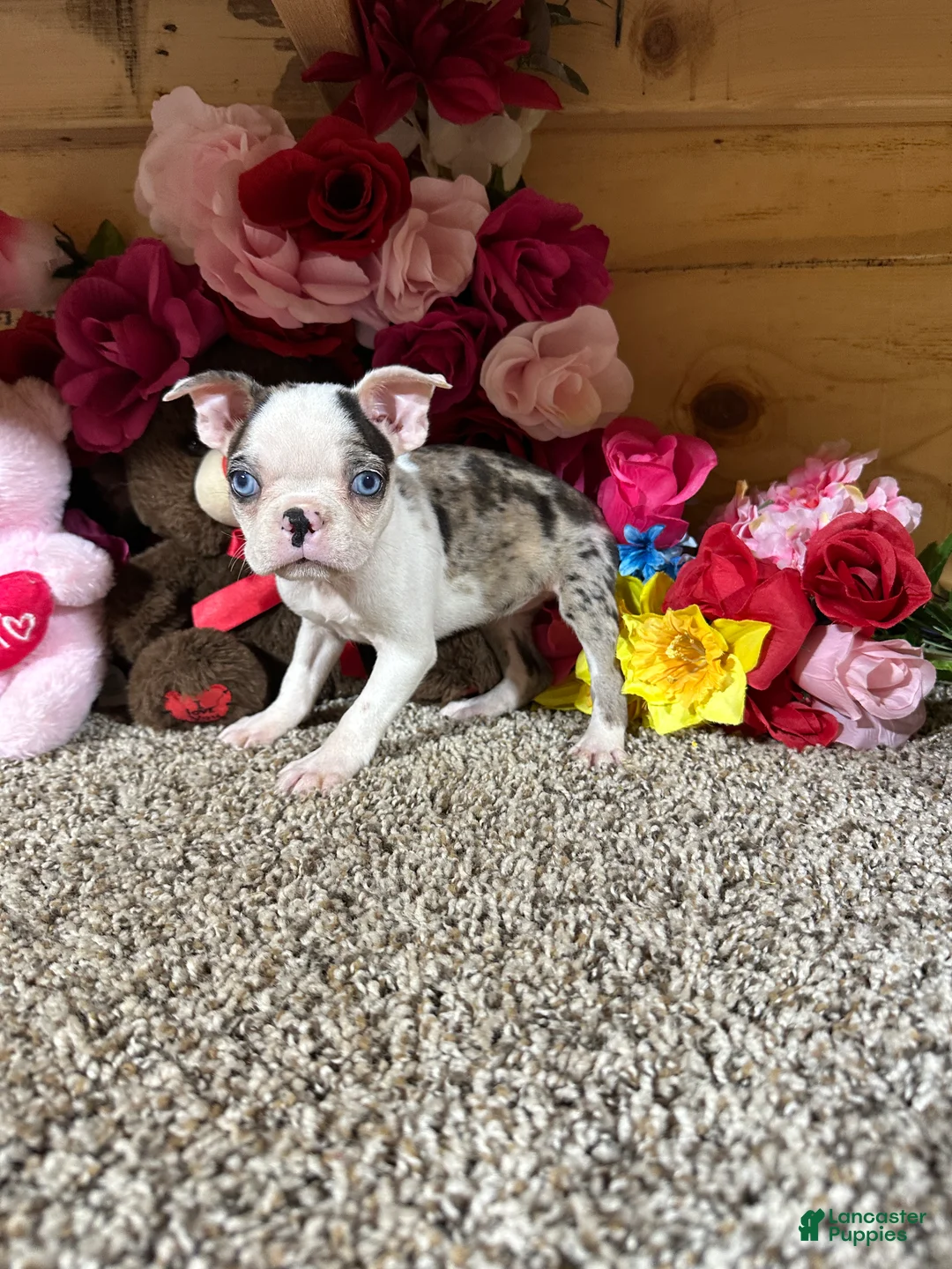 Boston Terrier dogs for sale: Boston Terrier 6 - Ad 5