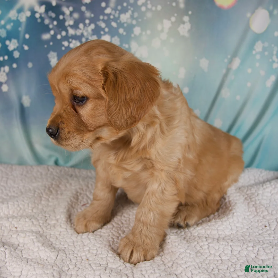 Mixed Breed dogs for sale: Joey - Ad 6