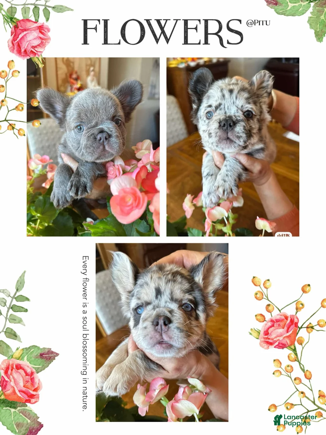 French Bulldog dogs for sale: French Bulldog Puppy 2 - Ad 3