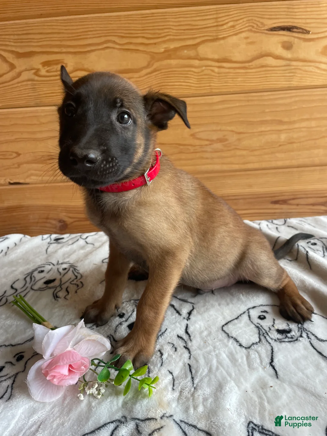 Belgian Malinois dogs for sale: Loki - Ad 2