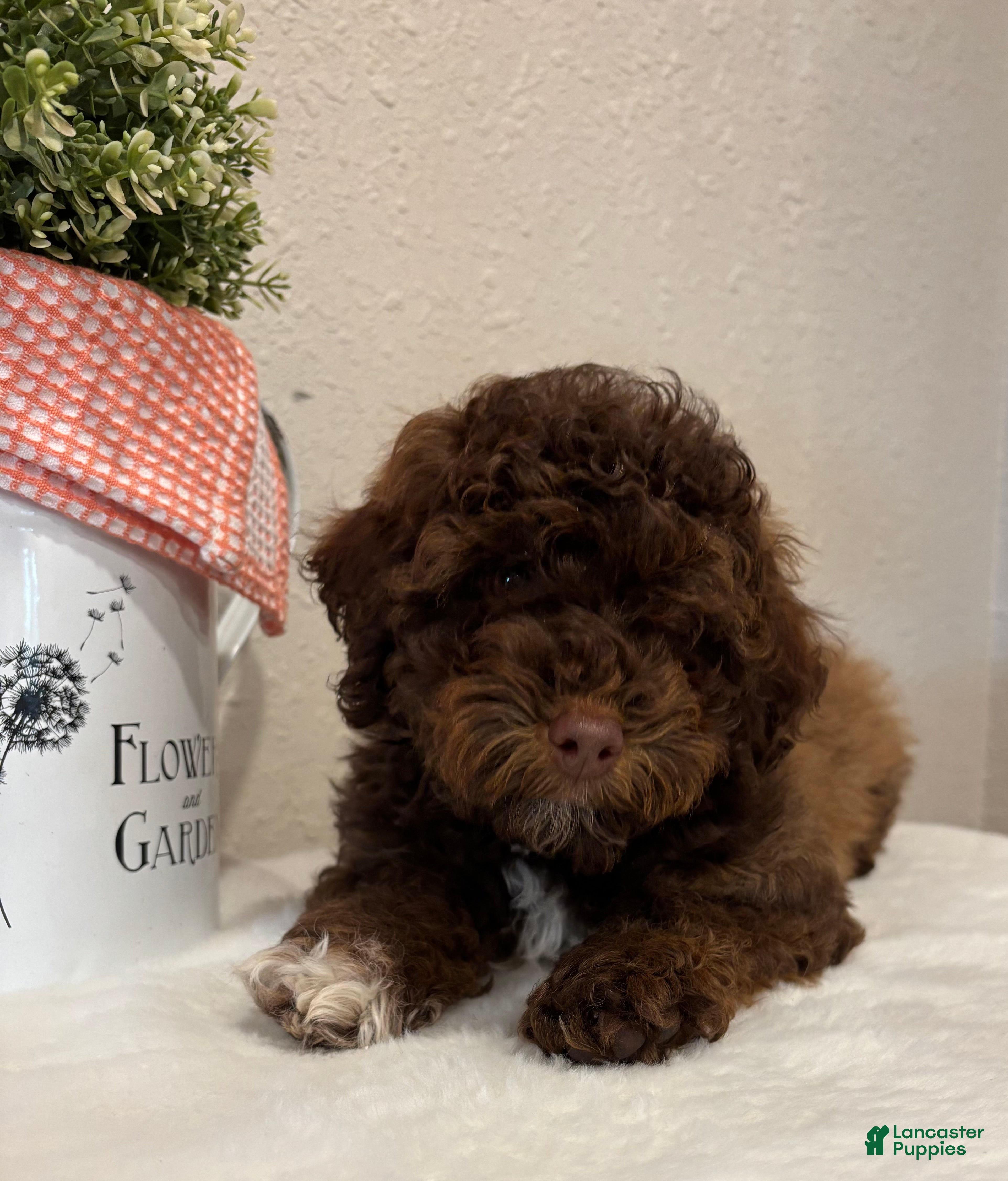 Mixed Breed dogs Theo mini Whoodle - Ad 1