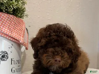 Mixed Breed dogs for sale: Theo mini Whoodle - Ad 1