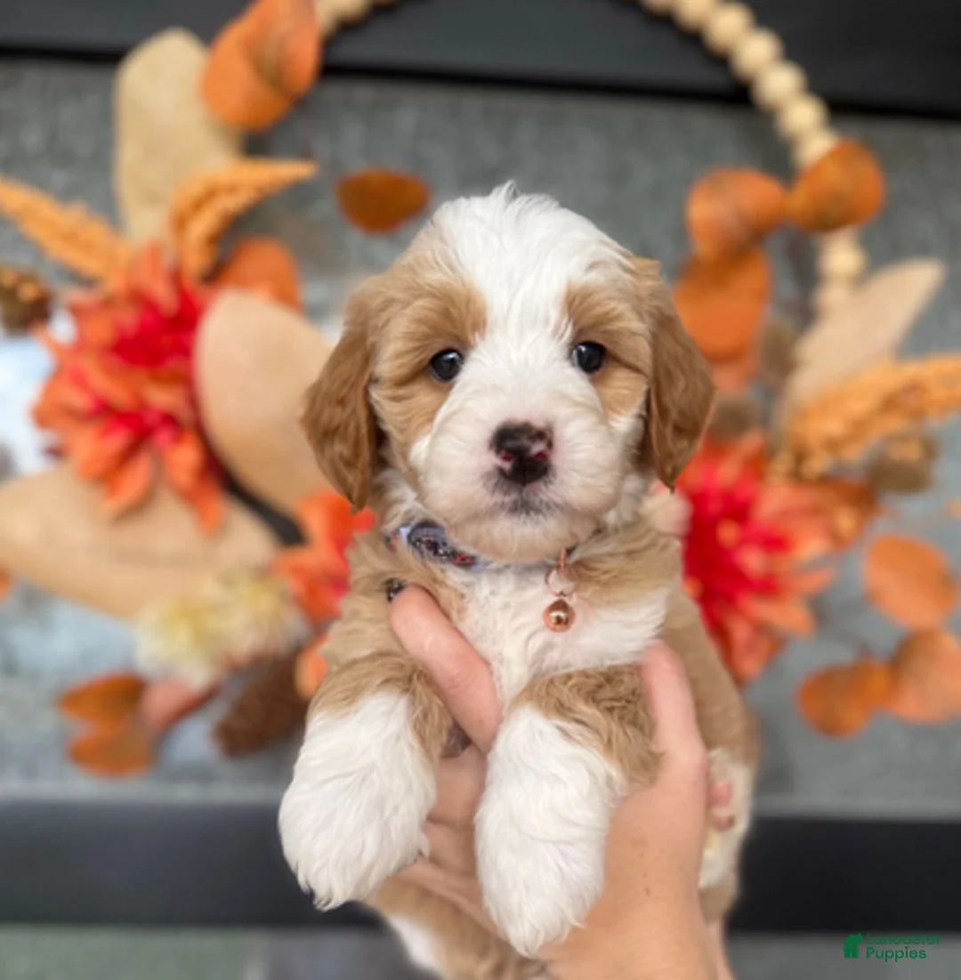 Bernedoodle dogs for sale: Crimson - Ad 2