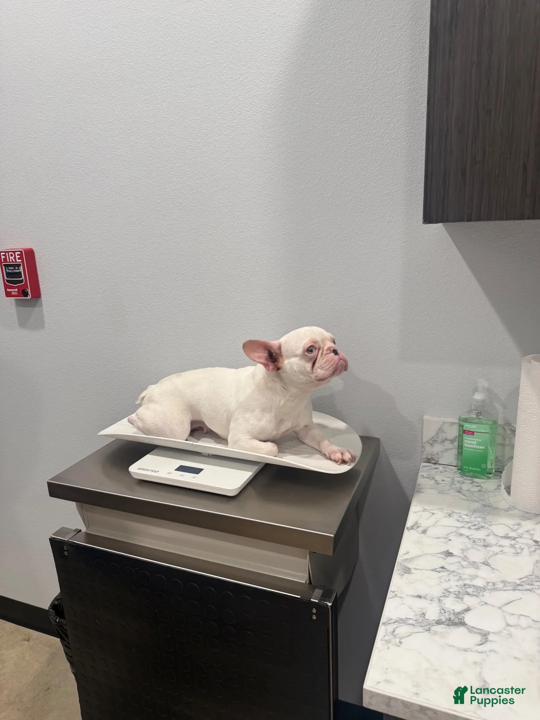 French Bulldog dogs for sale: Star - Ad 2