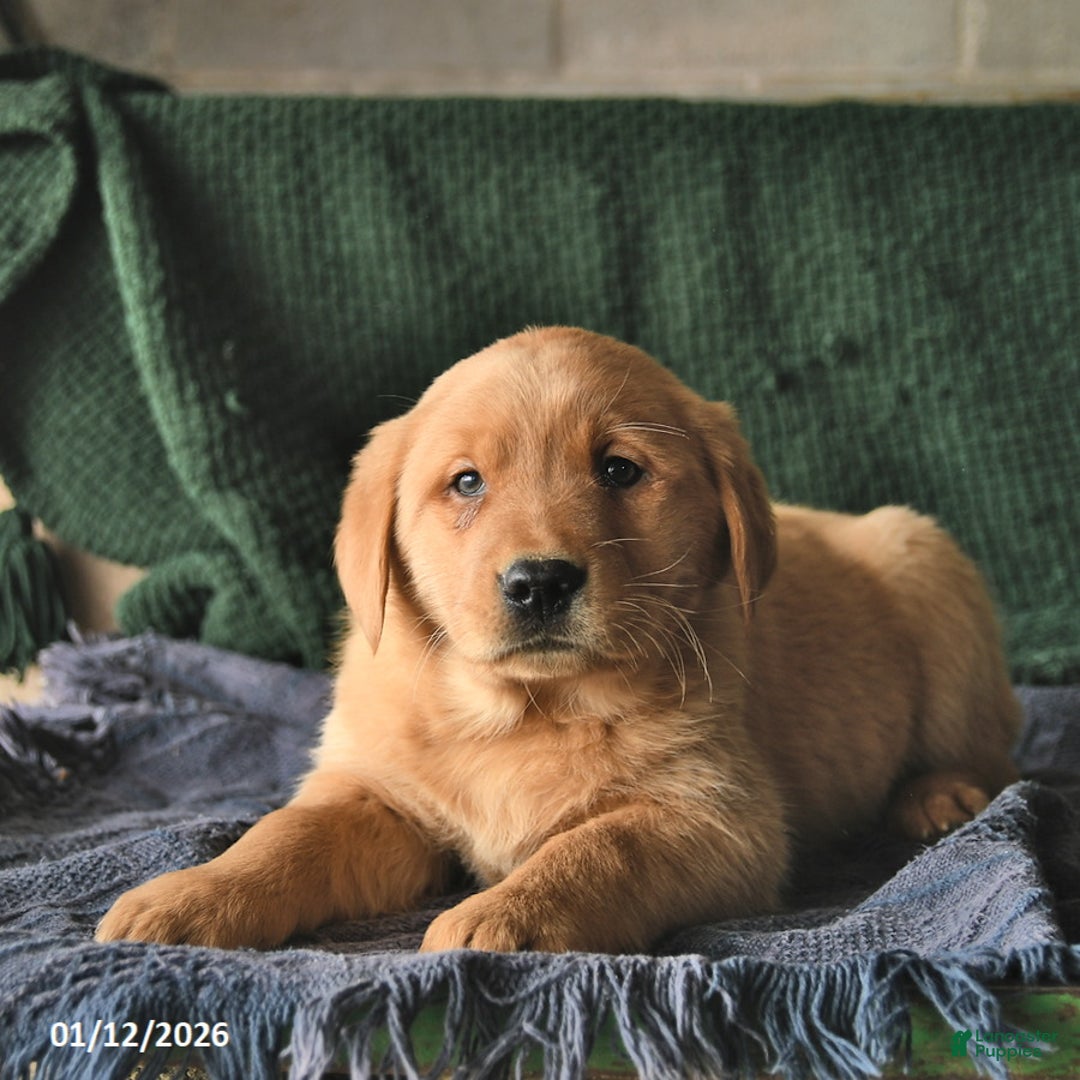 Goldador dogs for sale: Sailor  - Ad 3