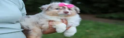 Miniature Australian Shepherd dogs for sale: LILY - Ad 9
