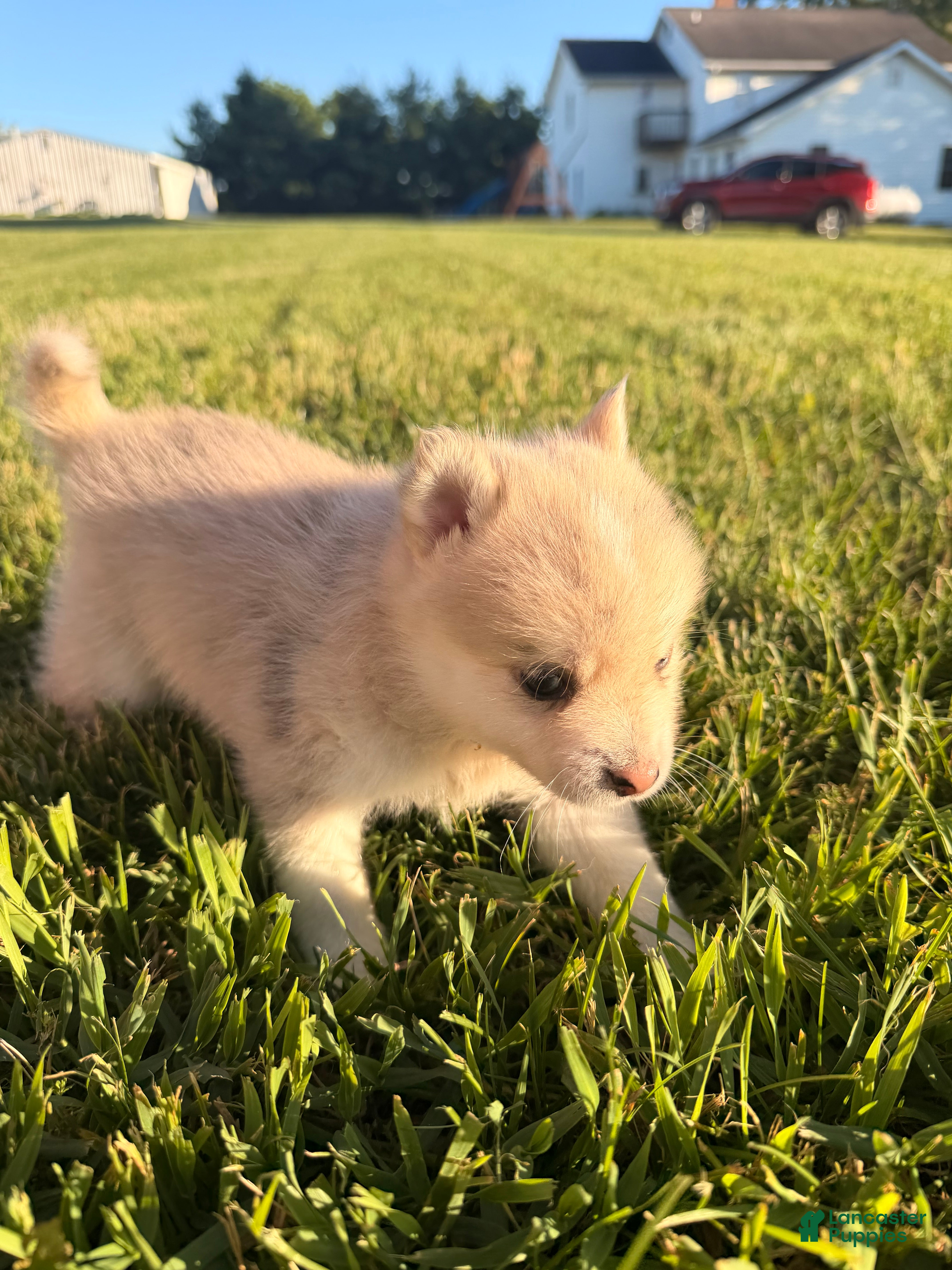 Pomsky dogs Bandit - Ad 6
