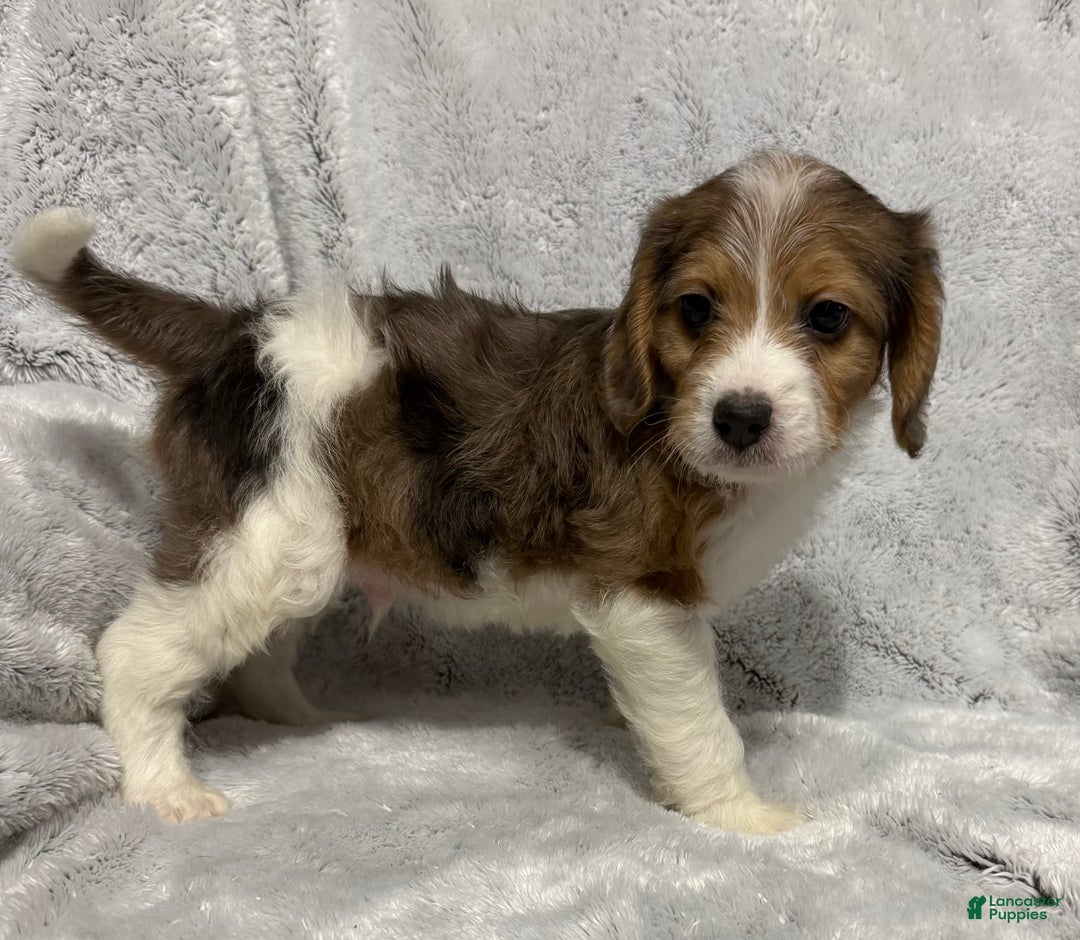 Mixed Breed dogs for sale: Cash - Ad 3