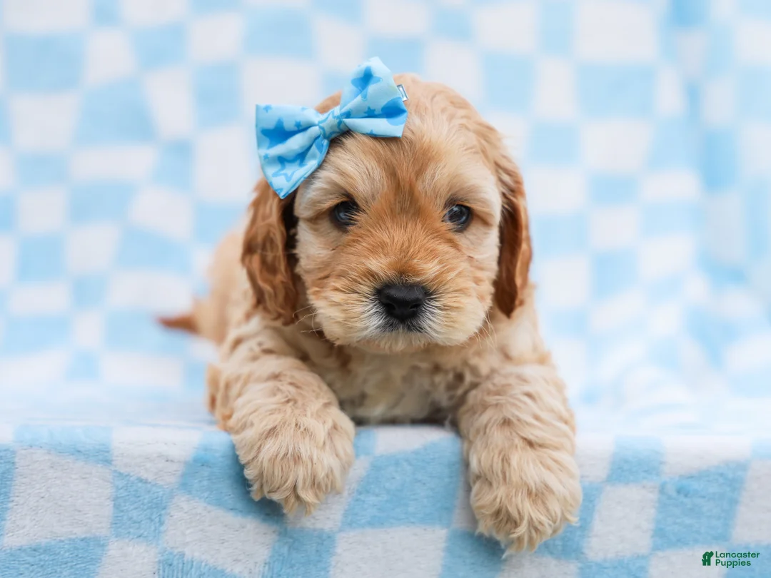 Cavapoo dogs for sale: Buddy - Ad 2