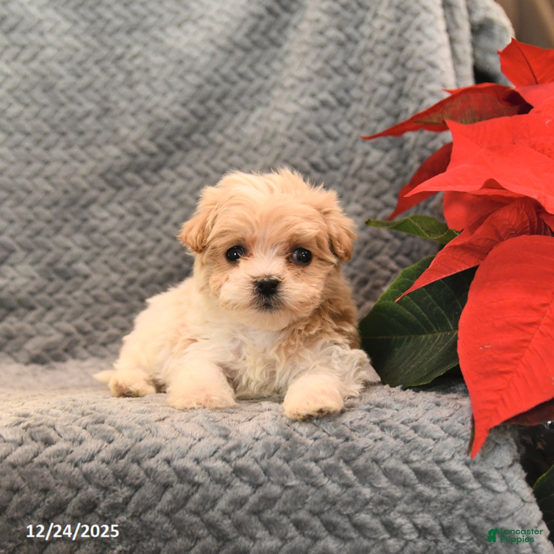 Maltipoo dogs for sale: Starburst - Ad 4