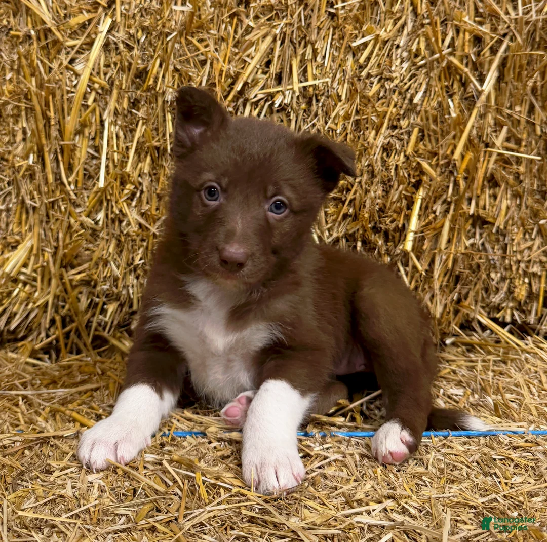 Border Collie dogs for sale: Amber - Ad 1