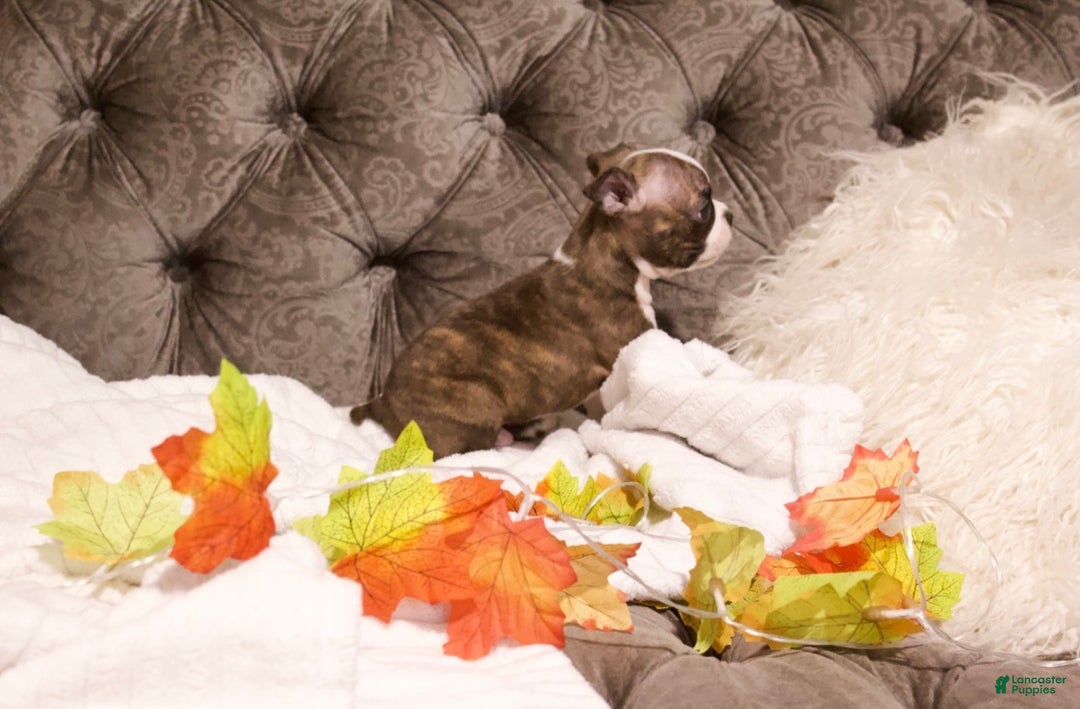 Boston Terrier dogs for sale: Bullet - Ad 2