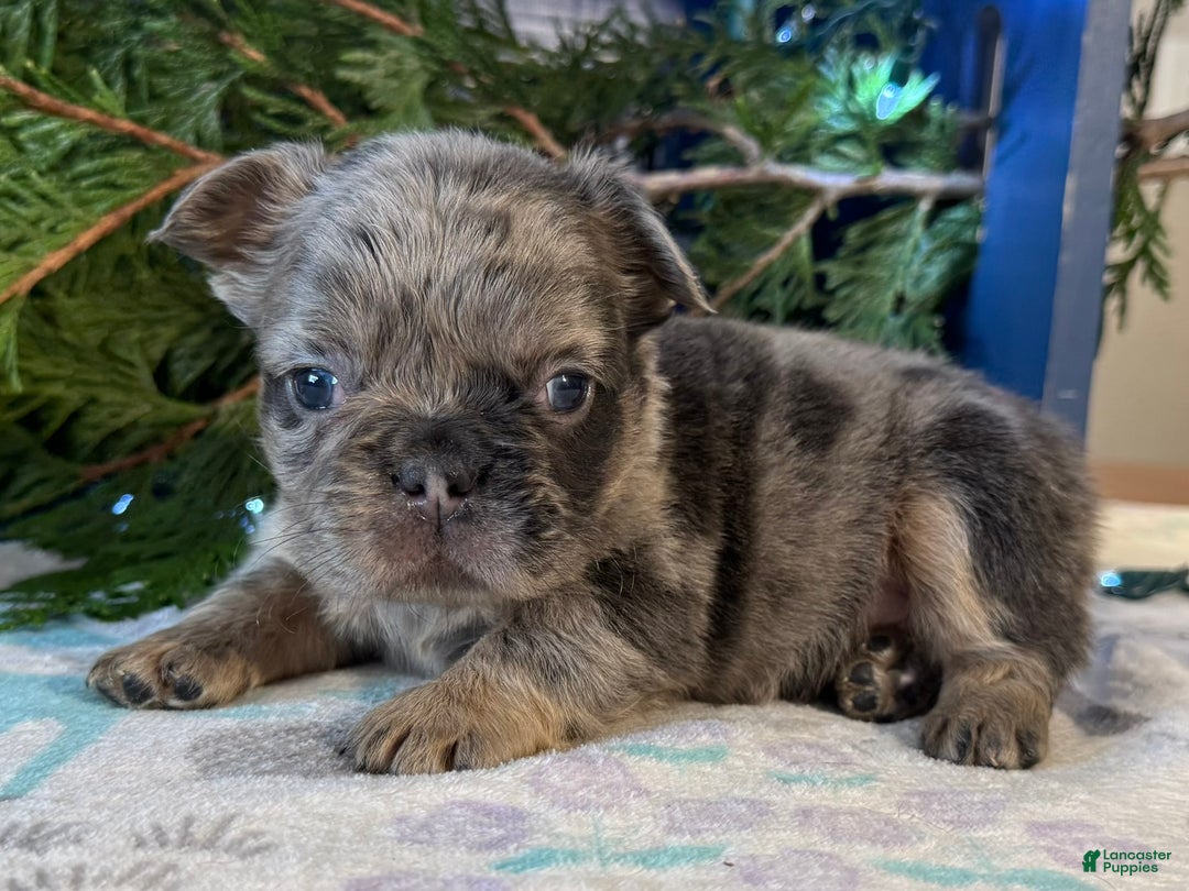 French Bulldog dogs for sale: Darla - Ad 4