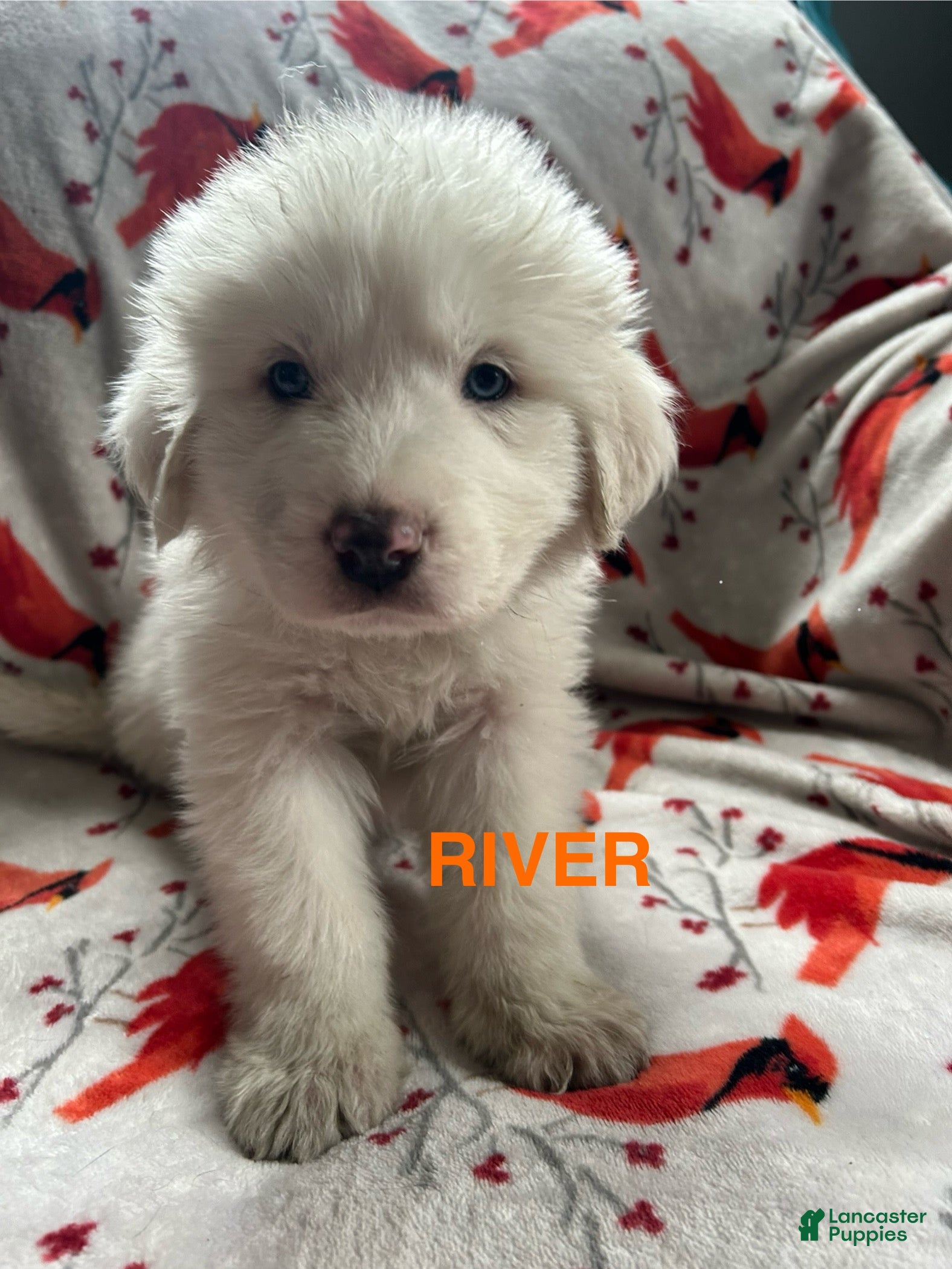 Great Pyrenees dogs River - Ad 34