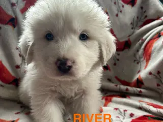 Great Pyrenees dogs River - Ad 34