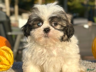 Shih Tzu dogs Lance - Ad 22