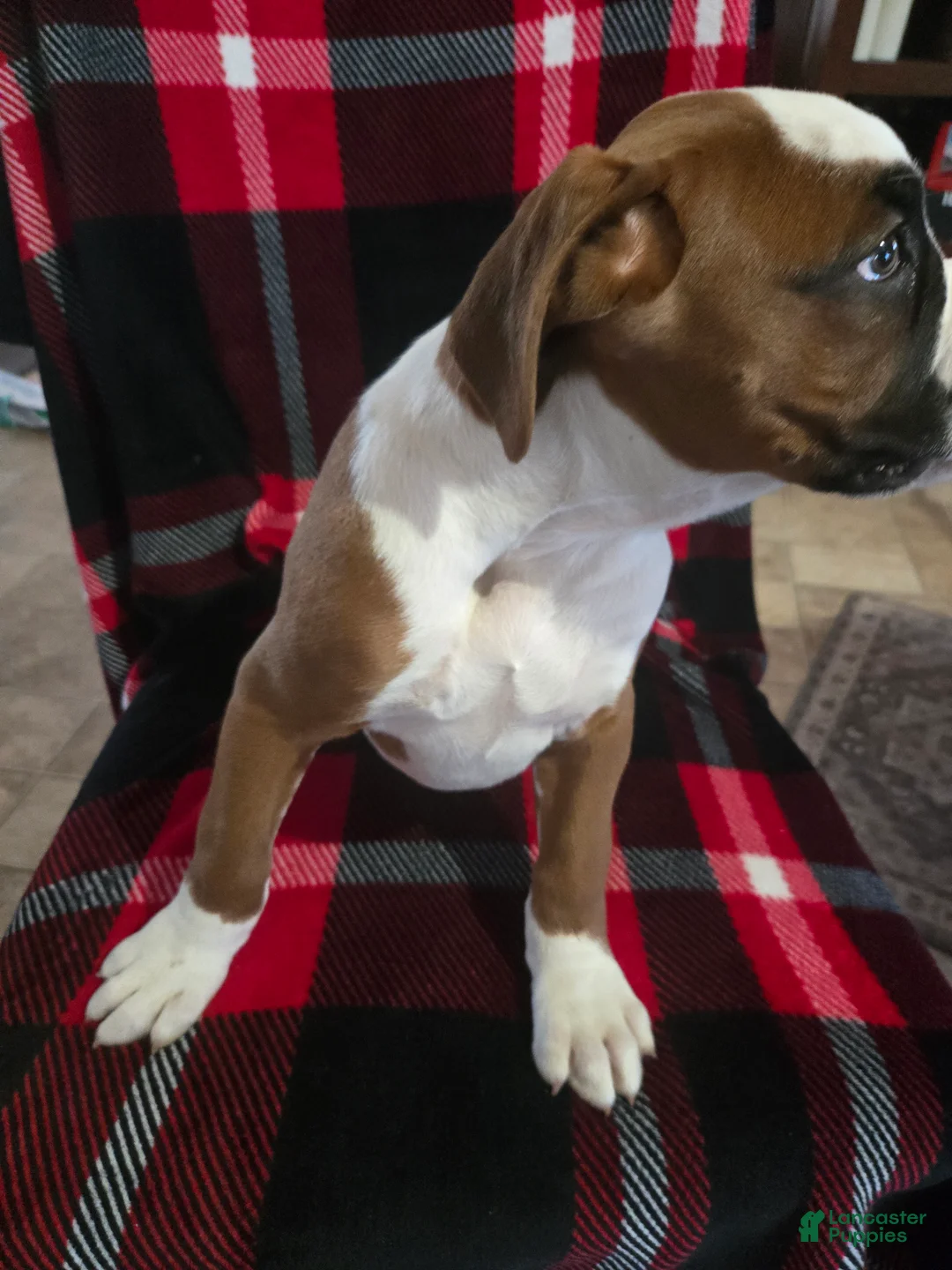 Boxer dogs for sale: Hank - Ad 10