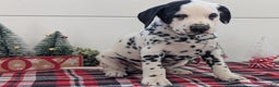 Dalmatian dogs for sale: Jasper - Ad 4