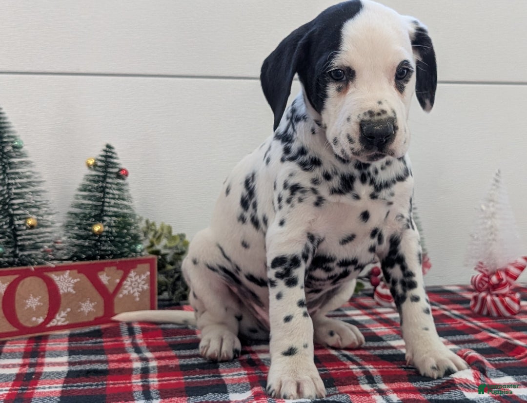 Dalmatian dogs for sale: Jasper - Ad 4