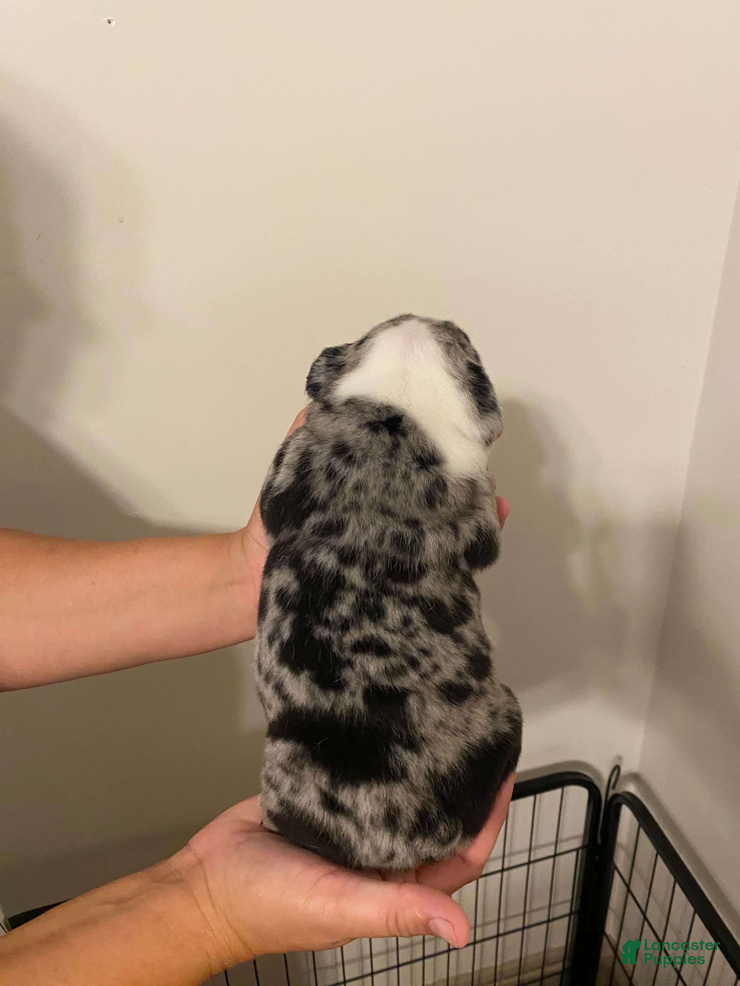 English Bulldog dogs Reggie - Ad 2