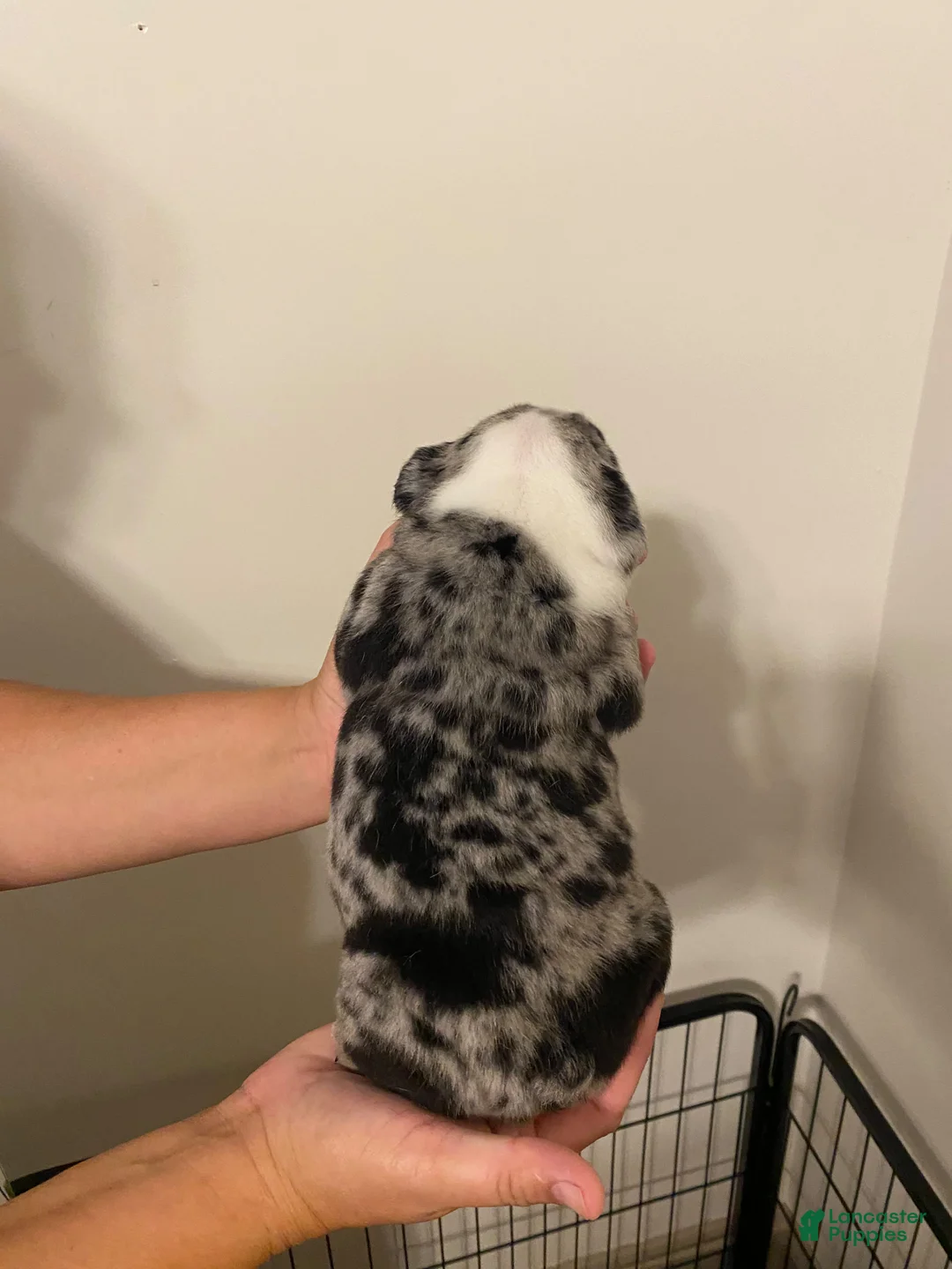 English Bulldog dogs for sale: Reggie - Ad 2