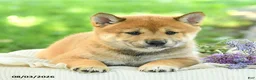 Shiba Inu dogs for sale: Slate - Ad 4